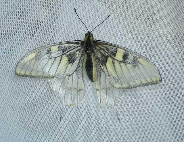 Papilio machaon hippocrates (Aberration, low temperature treatment, Tokyo,Japan) (Internet Image property of respective owner, non-commercial use only)